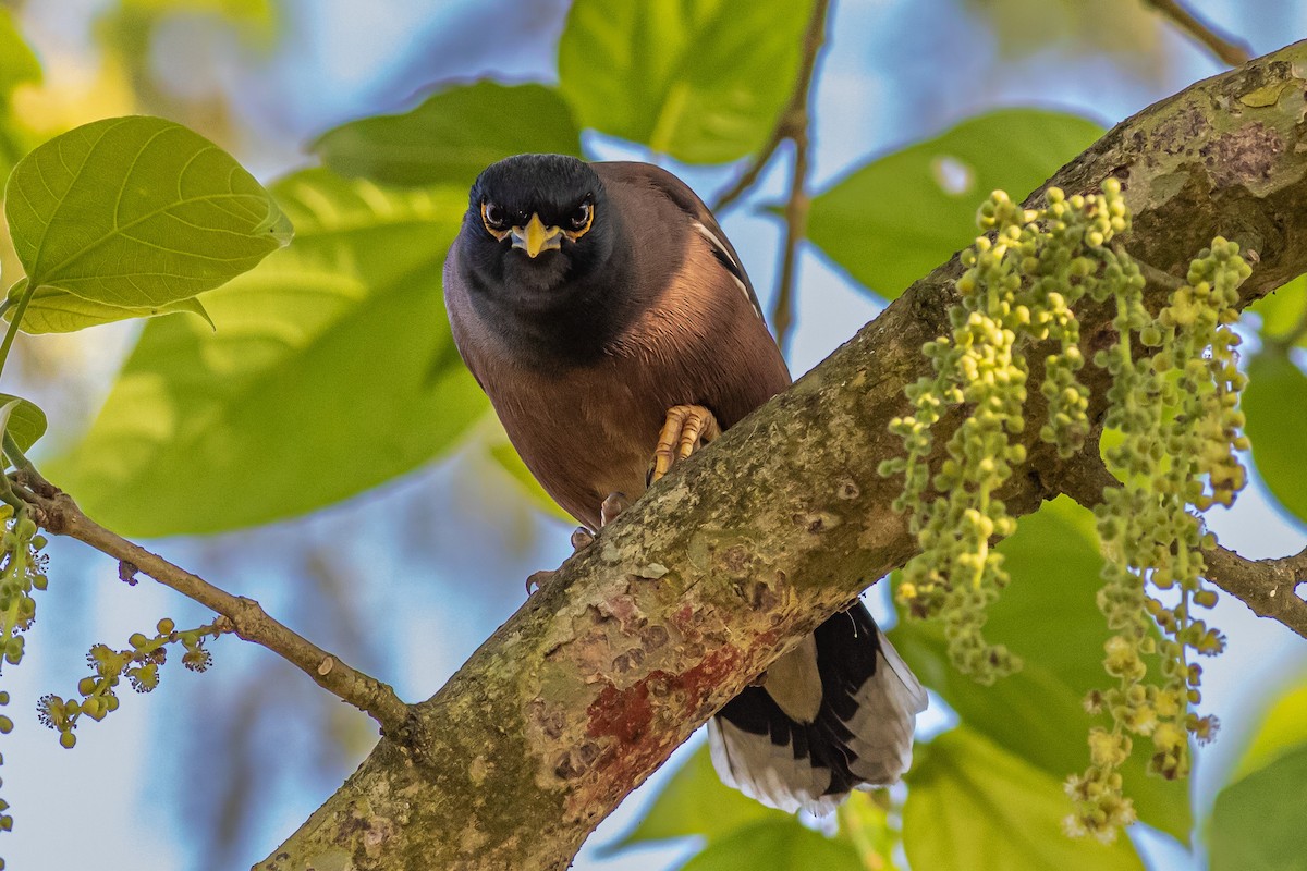 Common Myna - ML627379947