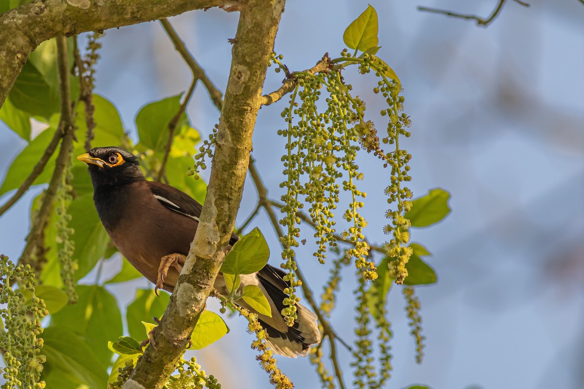 Common Myna - ML627379948
