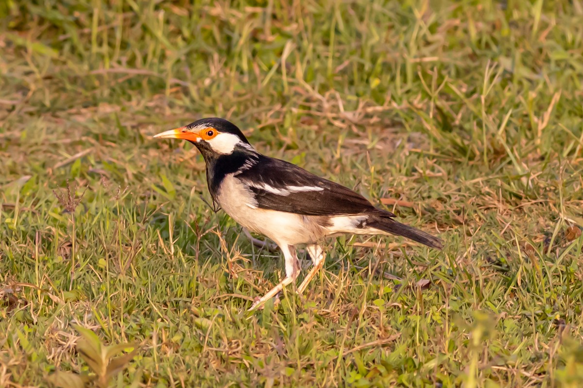Indian Pied Starling - ML627379949