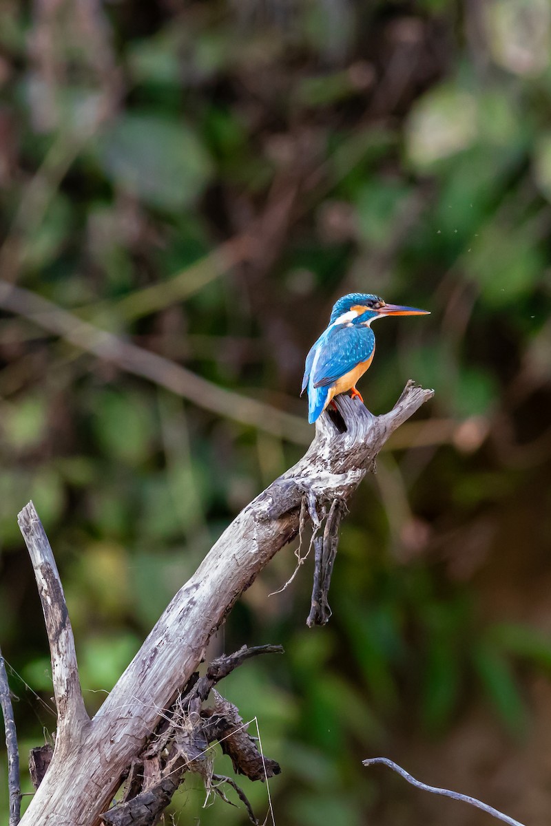 Common Kingfisher - ML627379953
