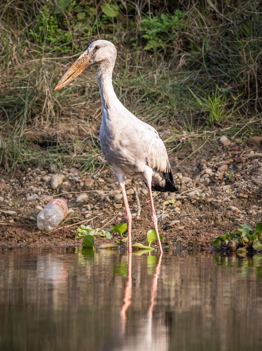 Asian Openbill - ML627379959