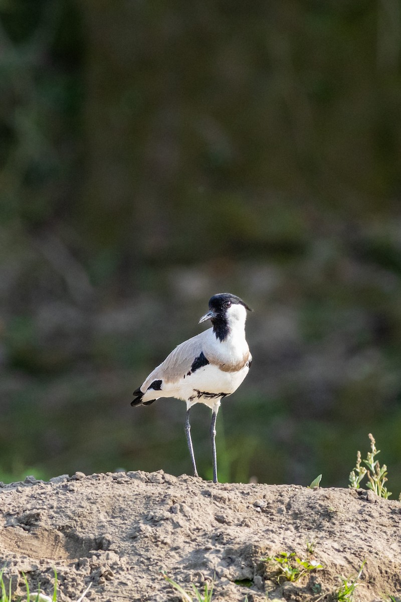 River Lapwing - ML627379963