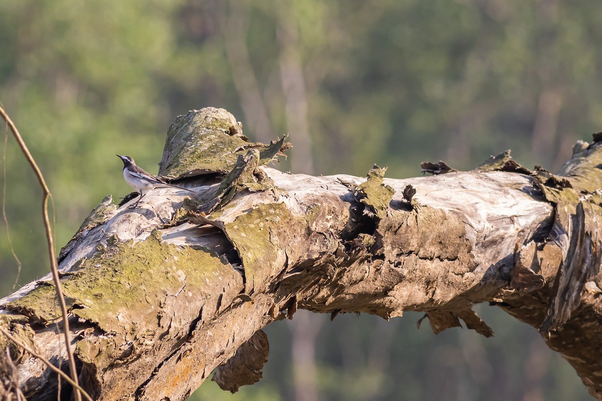 White-browed Wagtail - ML627379976