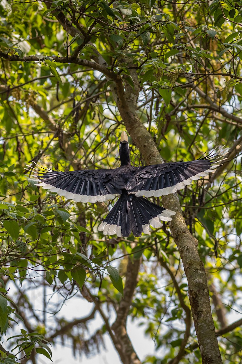 Oriental Pied-Hornbill - ML627380019