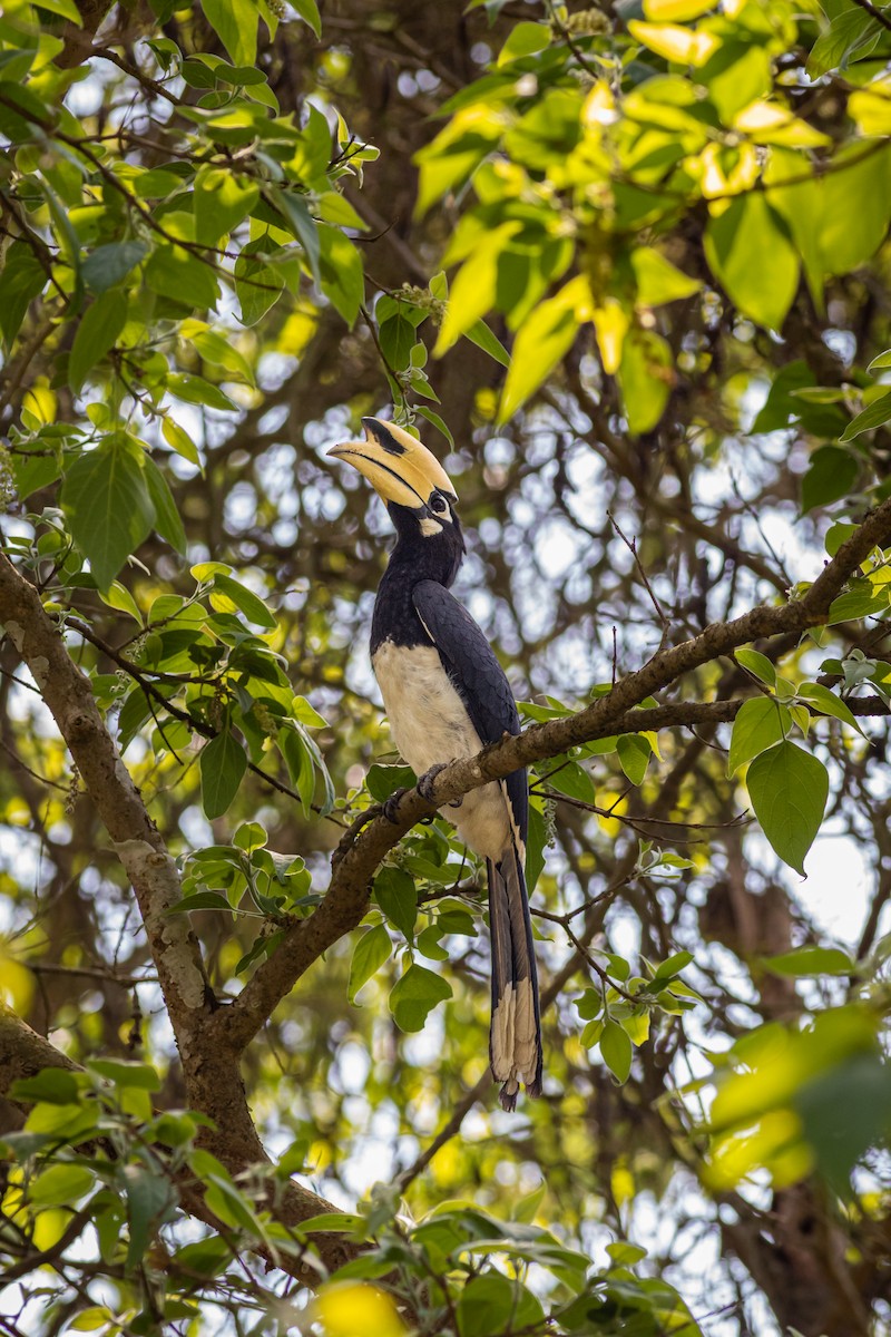 Oriental Pied-Hornbill - ML627380020