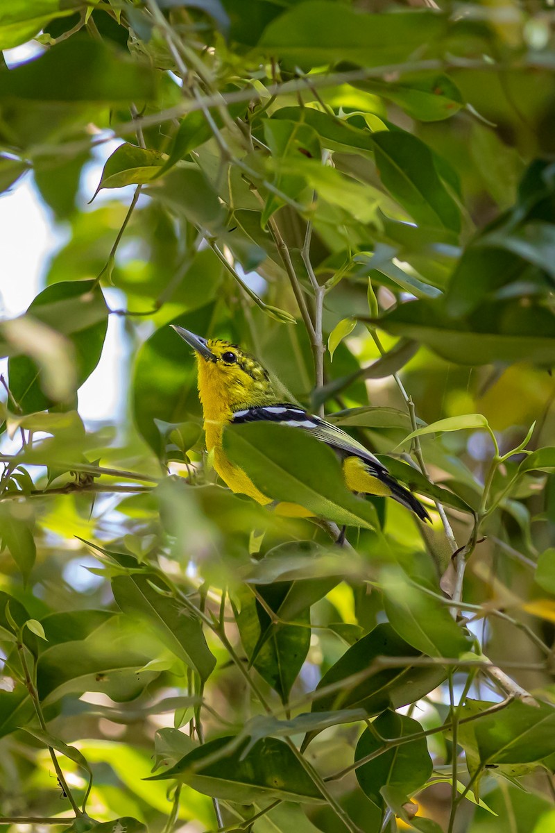 Common Iora - ML627380026