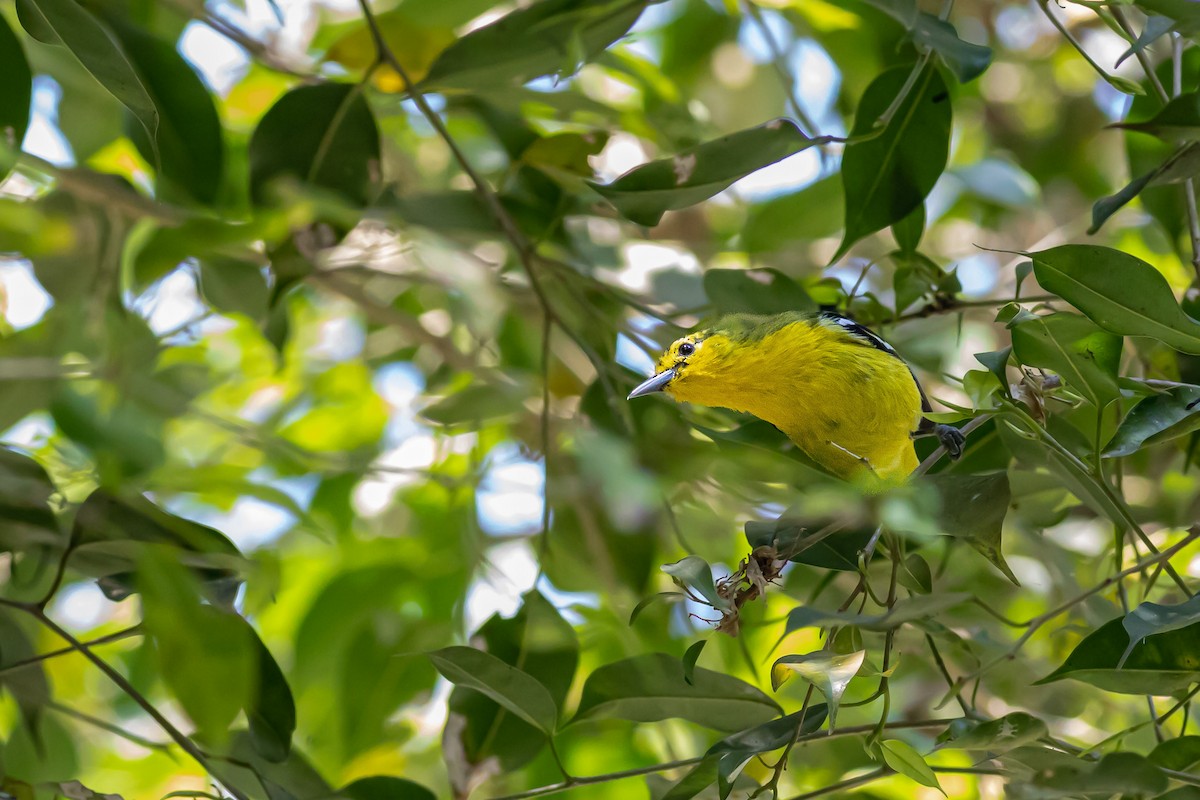 Common Iora - ML627380027