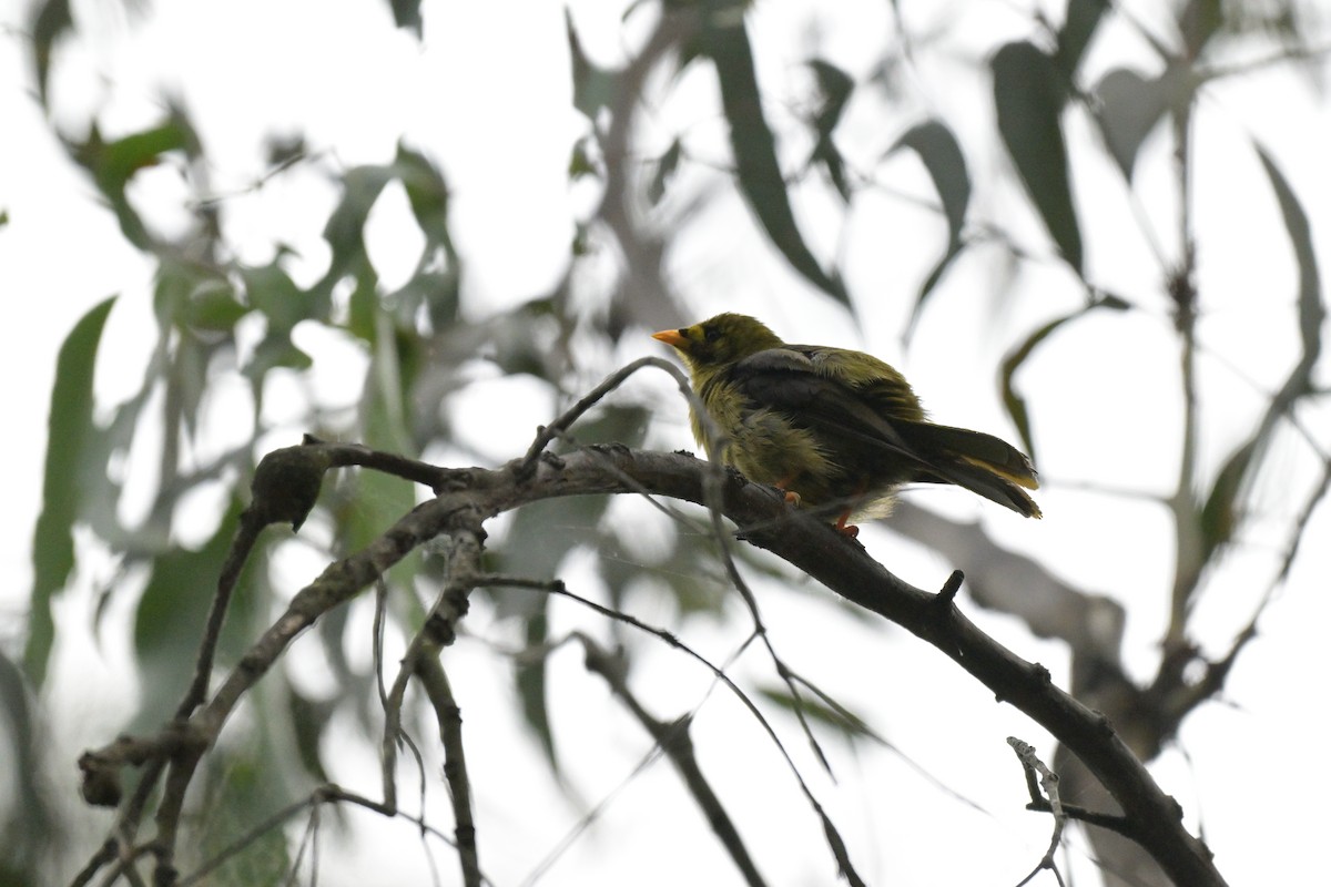 Bell Miner - ML627380071