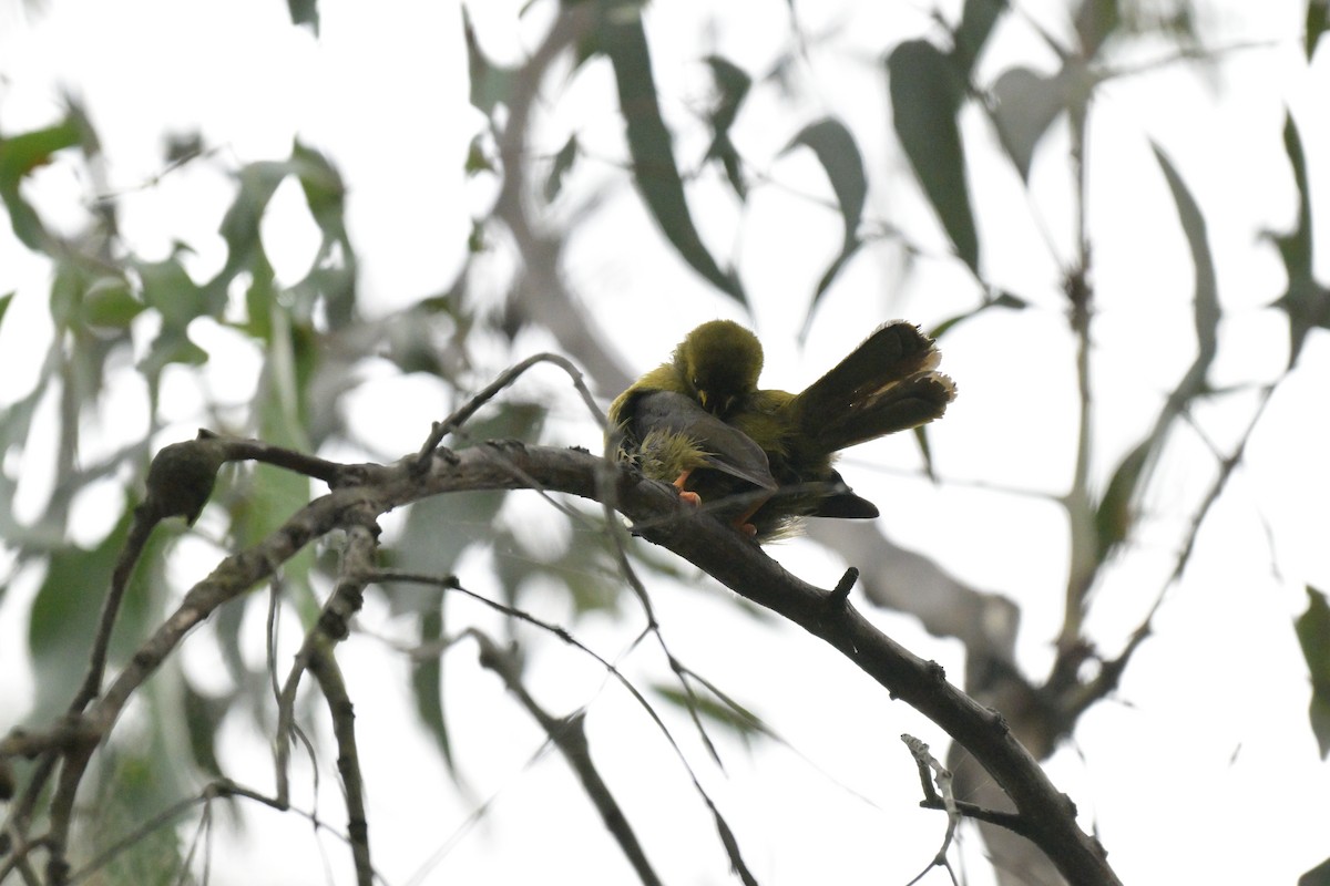 Bell Miner - ML627380073