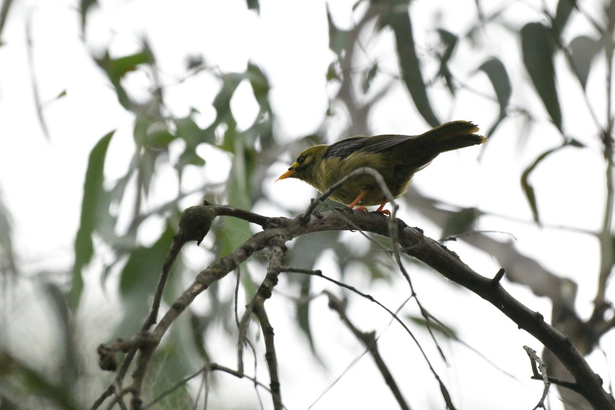 Bell Miner - ML627380074