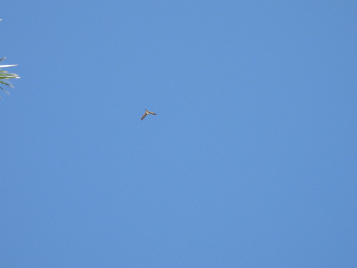 Cave Swallow - ML627380149