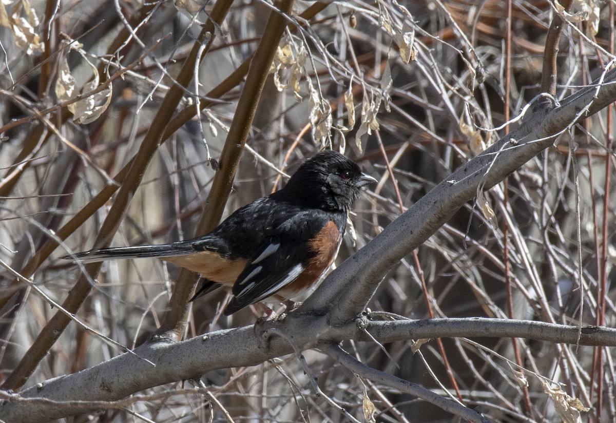 Eastern Towhee - ML627380176
