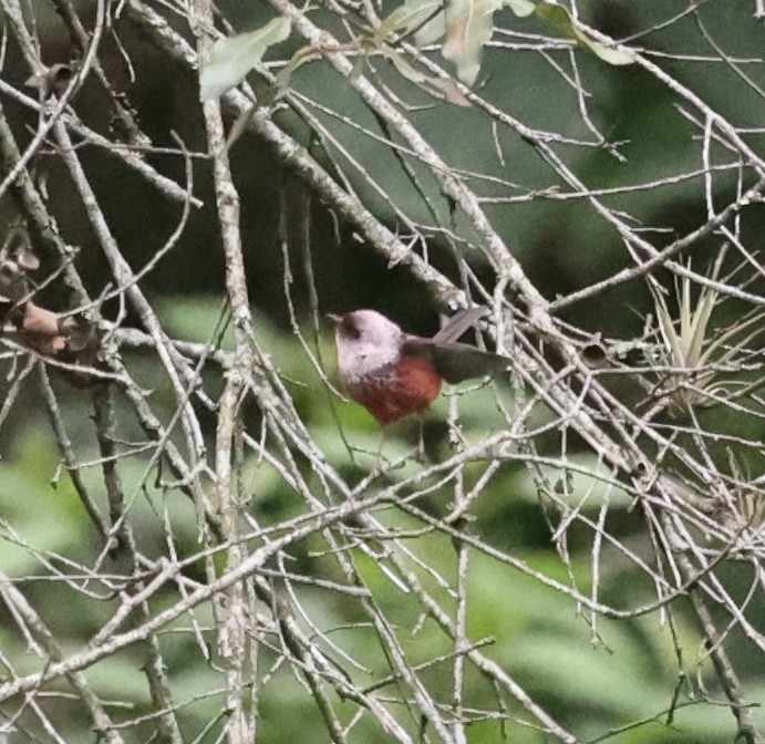 Pink-headed Warbler - ML627380434