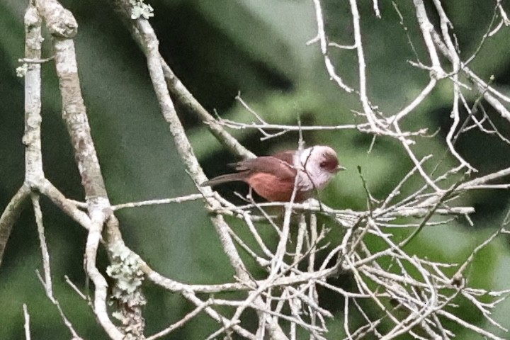 Pink-headed Warbler - ML627380435