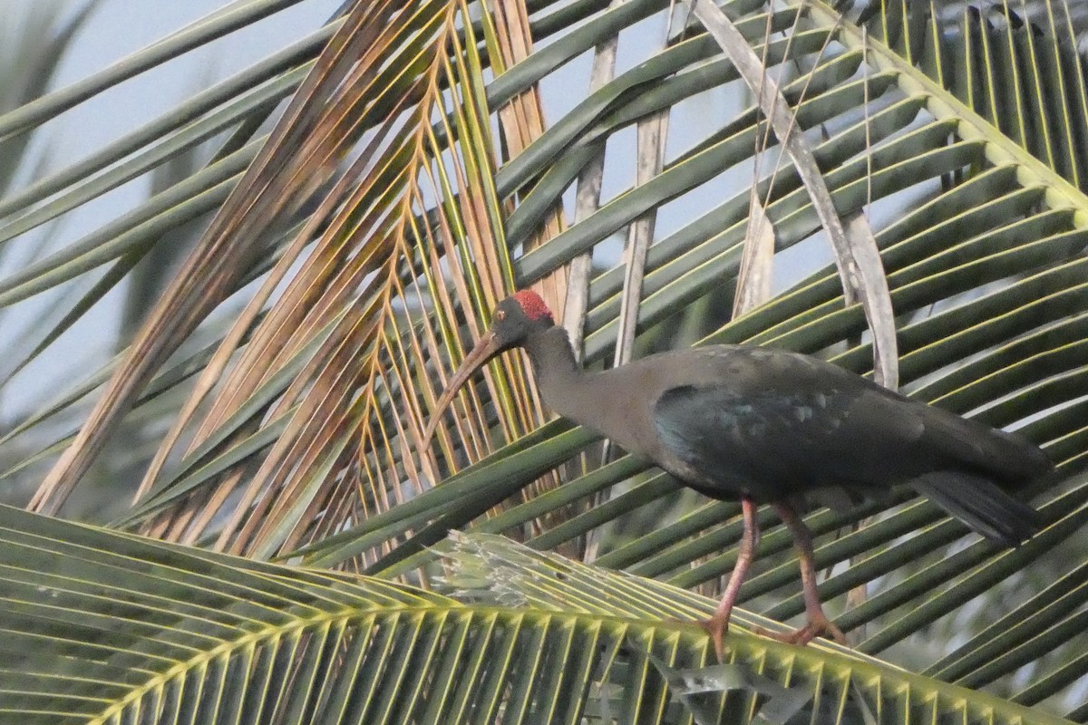 Ibis Verrugoso - ML627380447