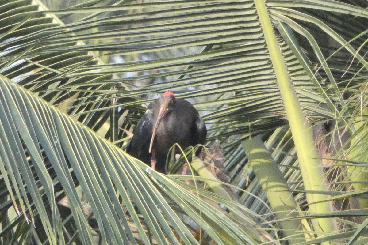 Ibis Verrugoso - ML627380453