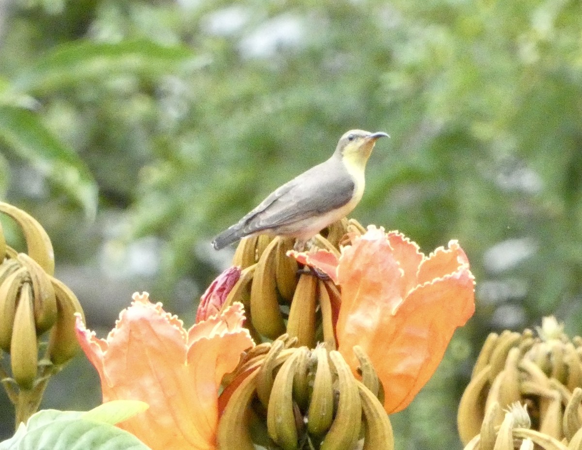 Suimanga Asiático - ML627380468