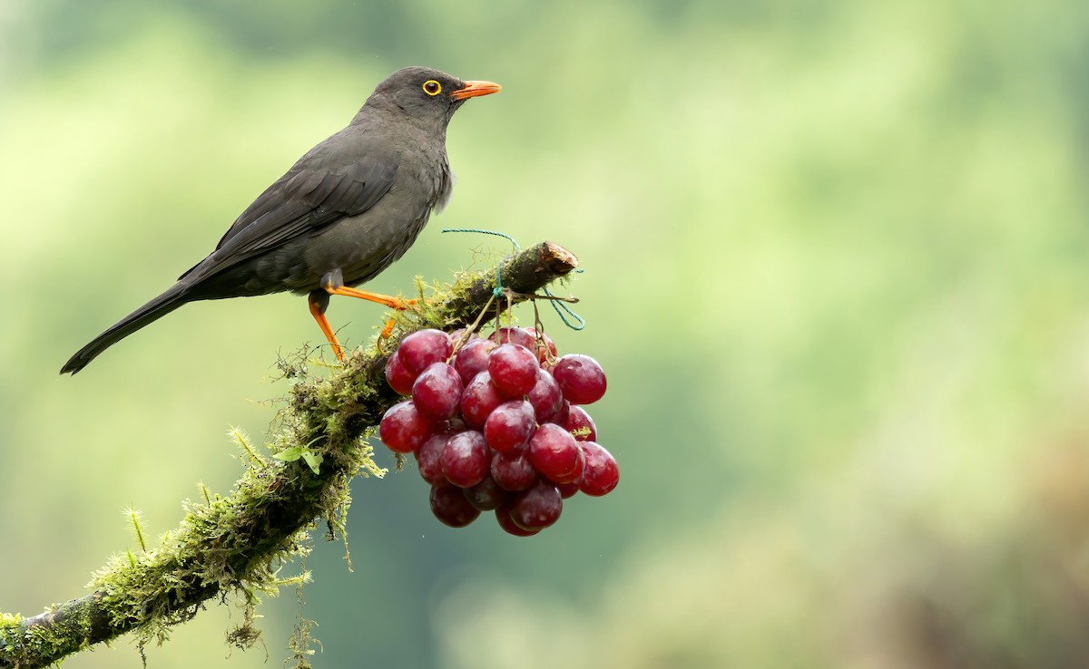 Great Thrush - ML627380522