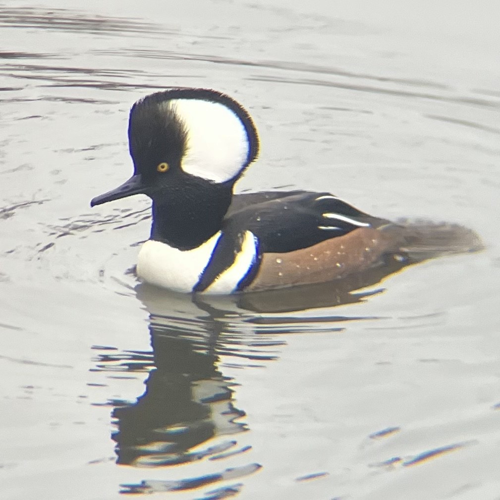 Hooded Merganser - ML627380632