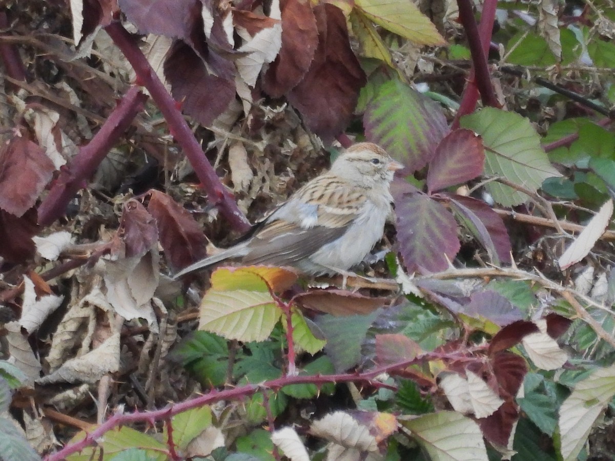 Chipping Sparrow - ML627380846