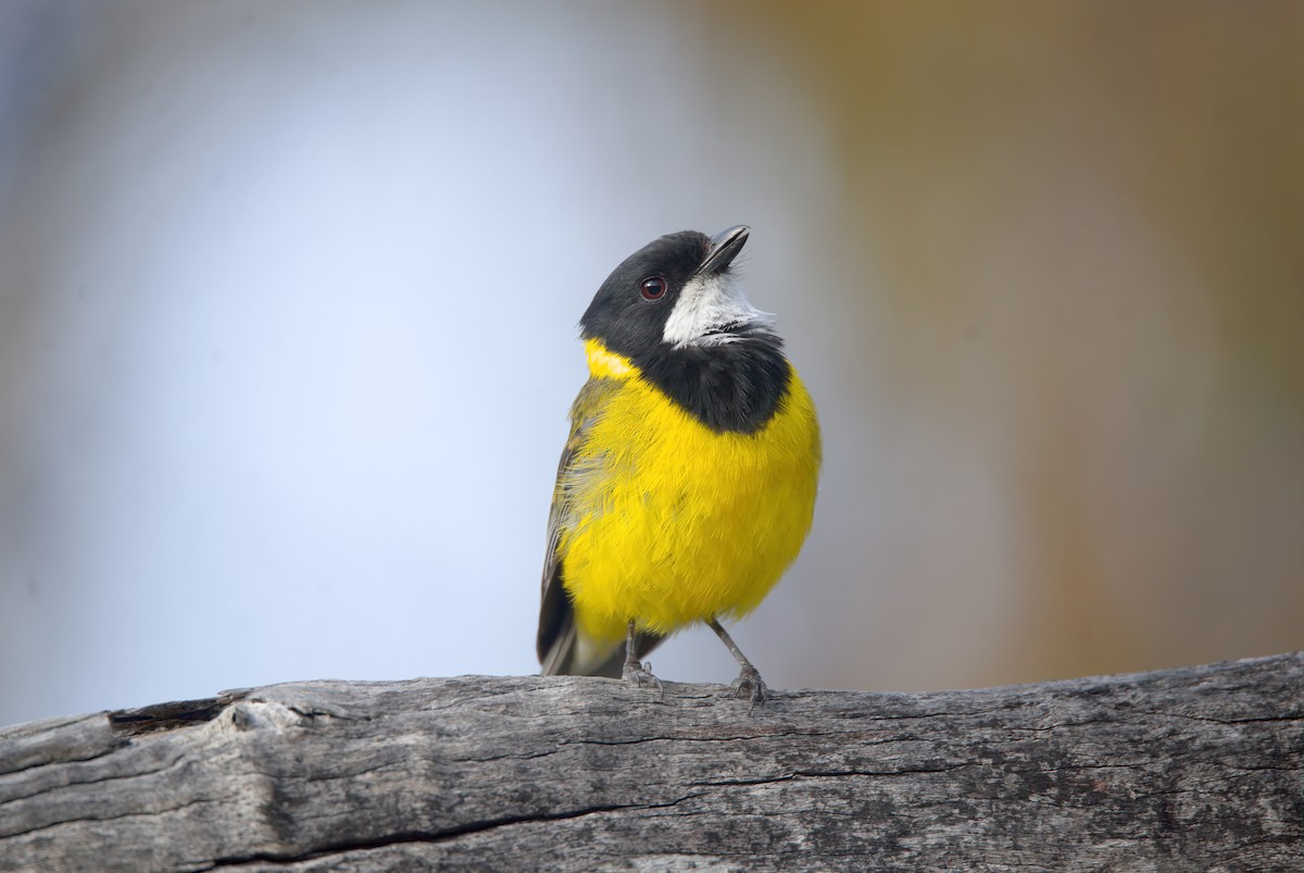 Golden Whistler (Western) - ML627381137