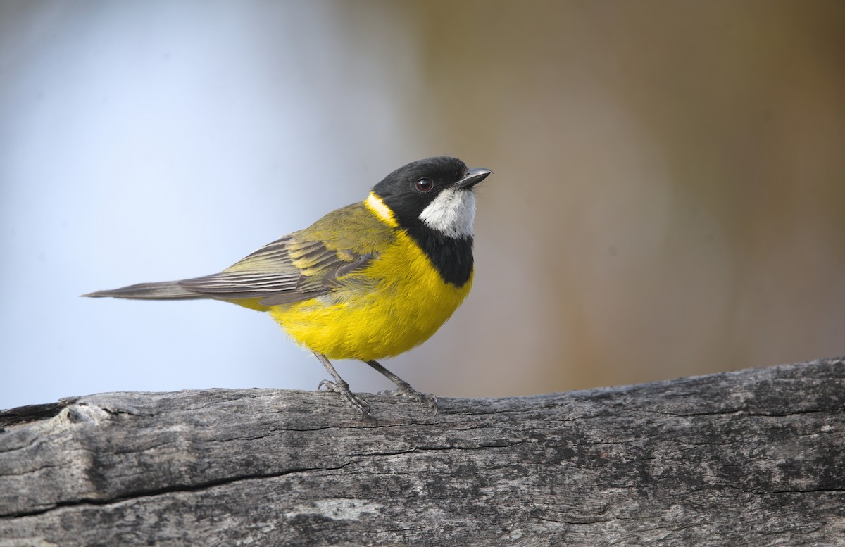 Golden Whistler (Western) - ML627381218