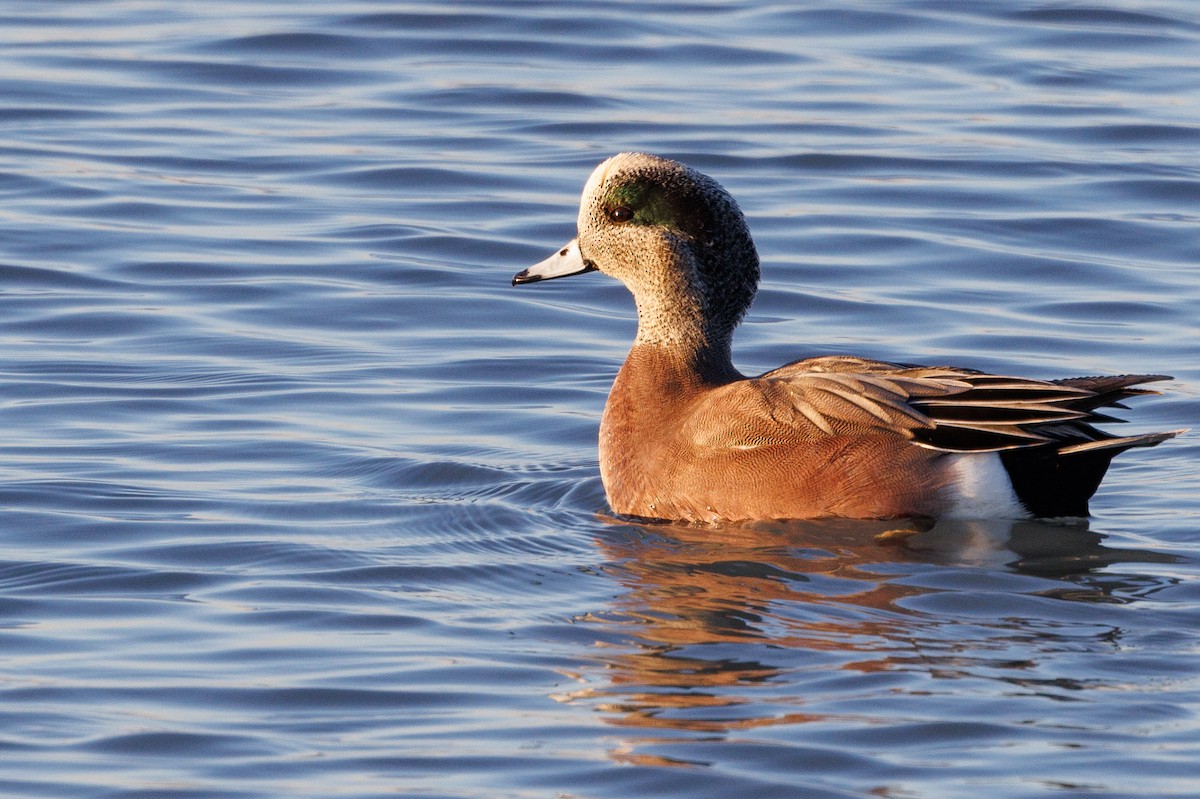 American Wigeon - ML627381256