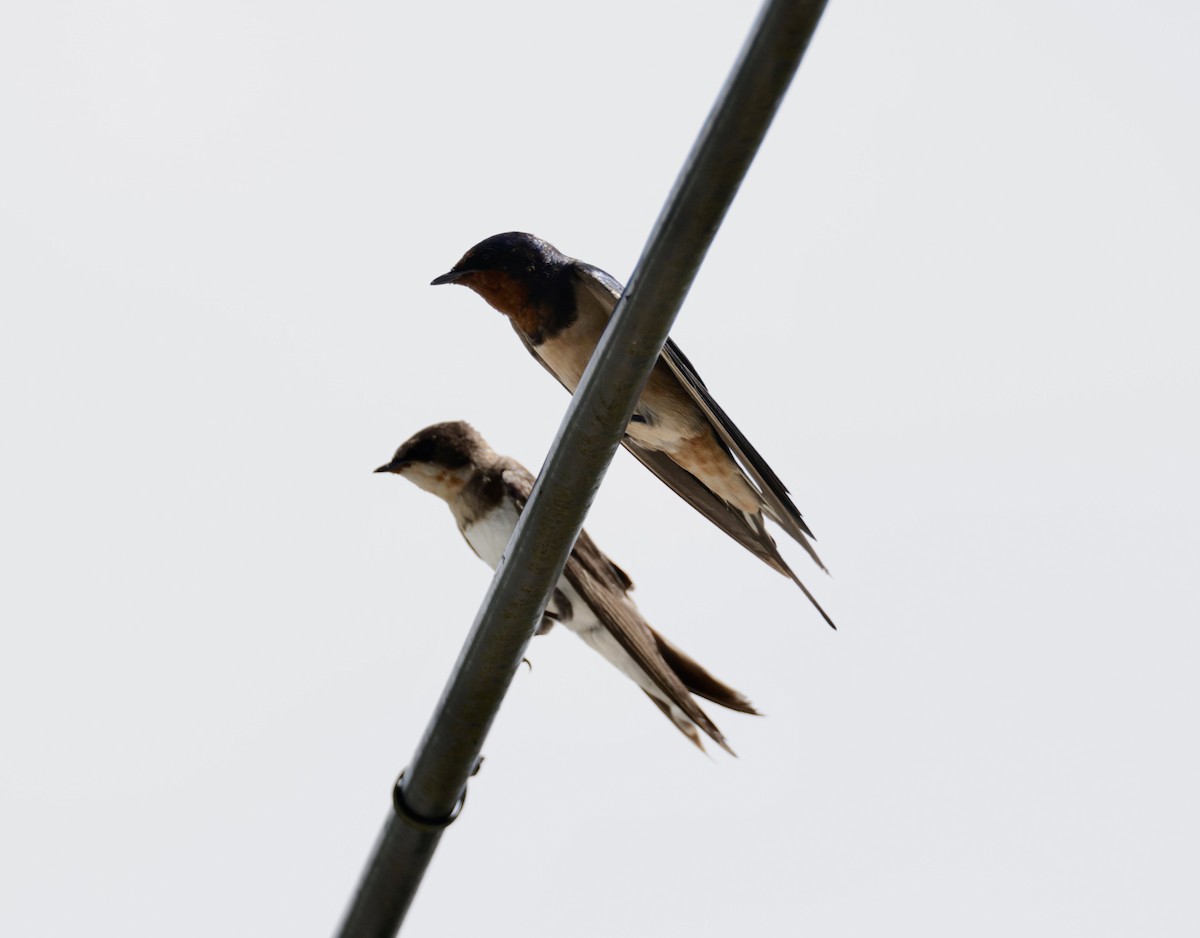 Barn Swallow (Buff-bellied) - ML627381613