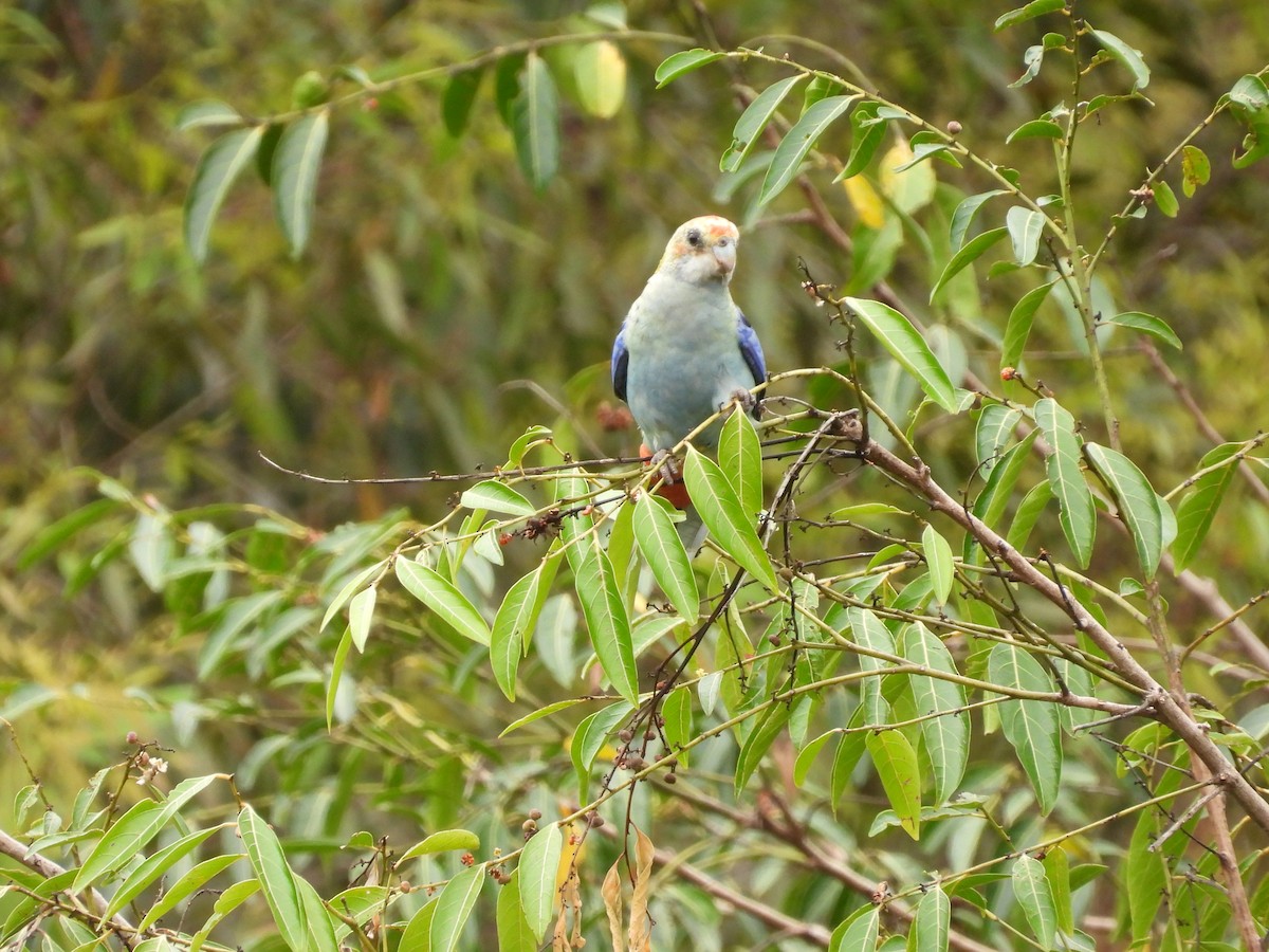 Pale-headed Rosella - ML627381616