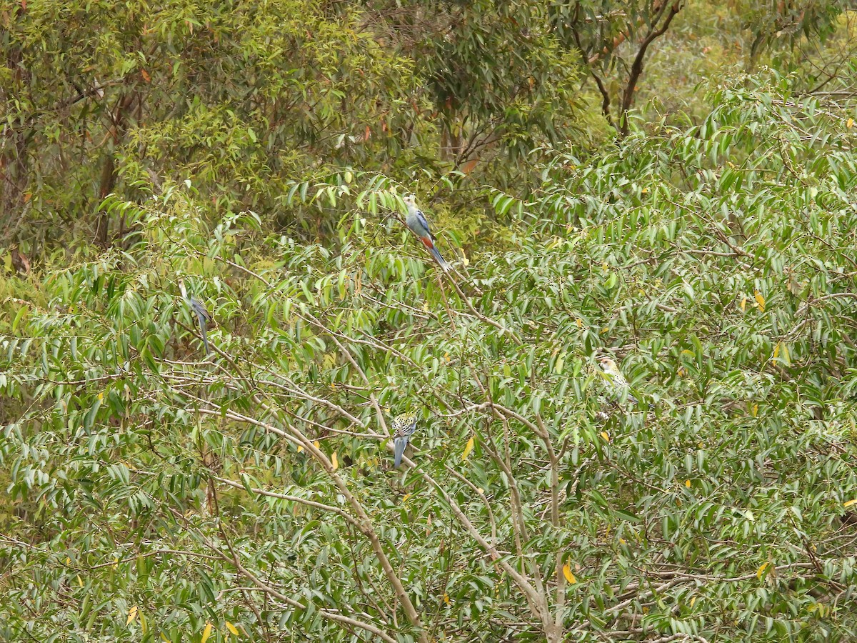 Pale-headed Rosella - ML627381617