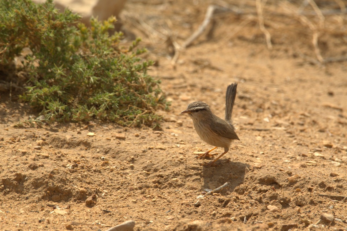 Scrub Warbler - ML627381649