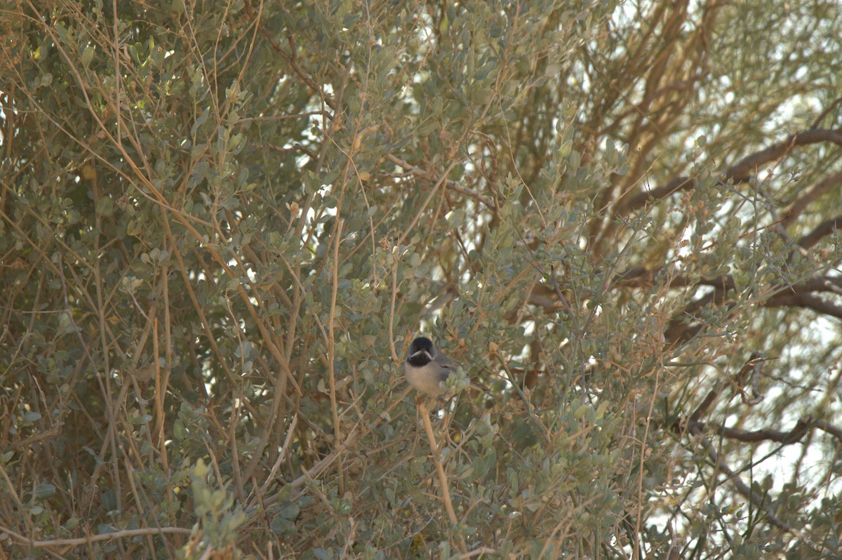 Rüppell's Warbler - ML627381652