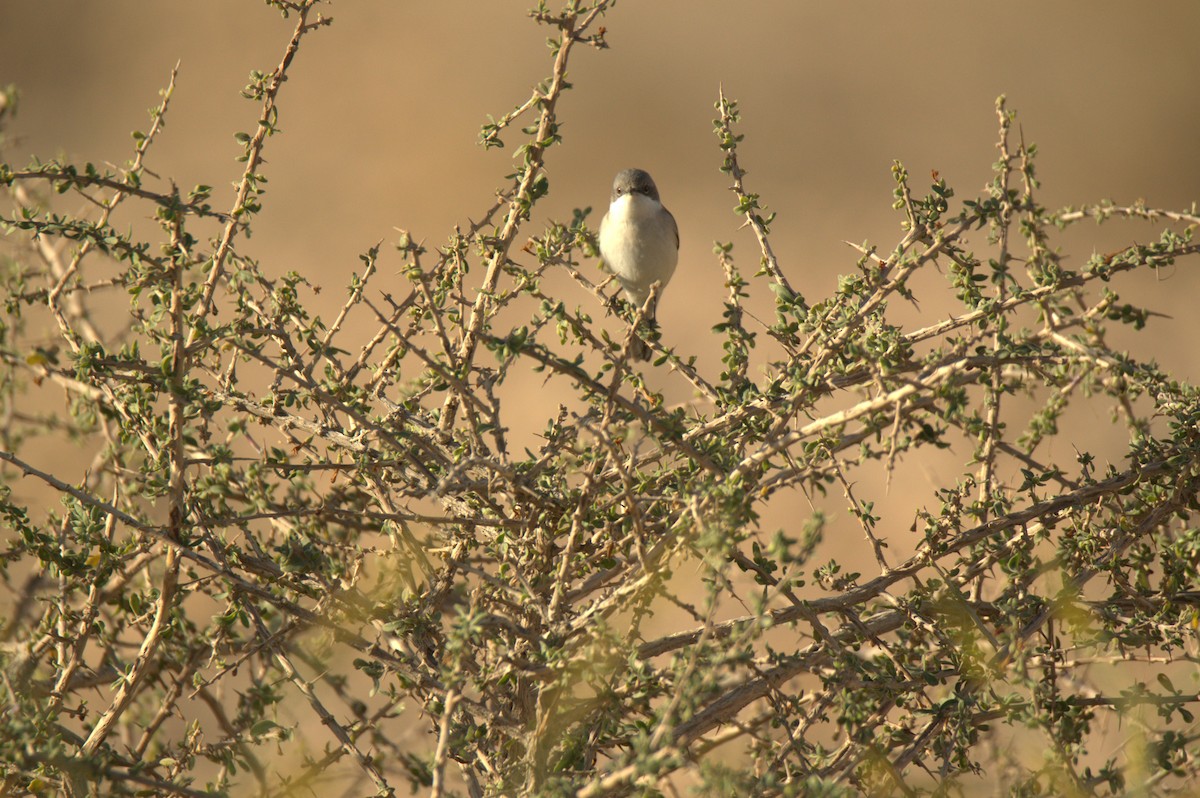 Rüppell's Warbler - ML627381653