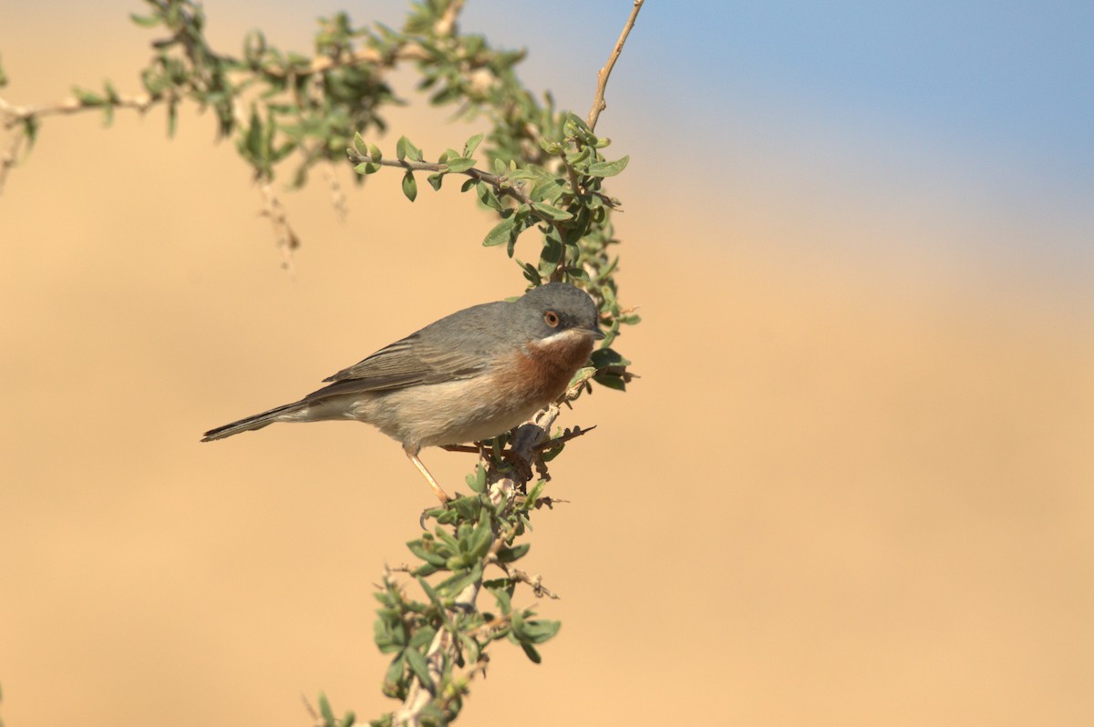 Eastern Subalpine Warbler - ML627381655