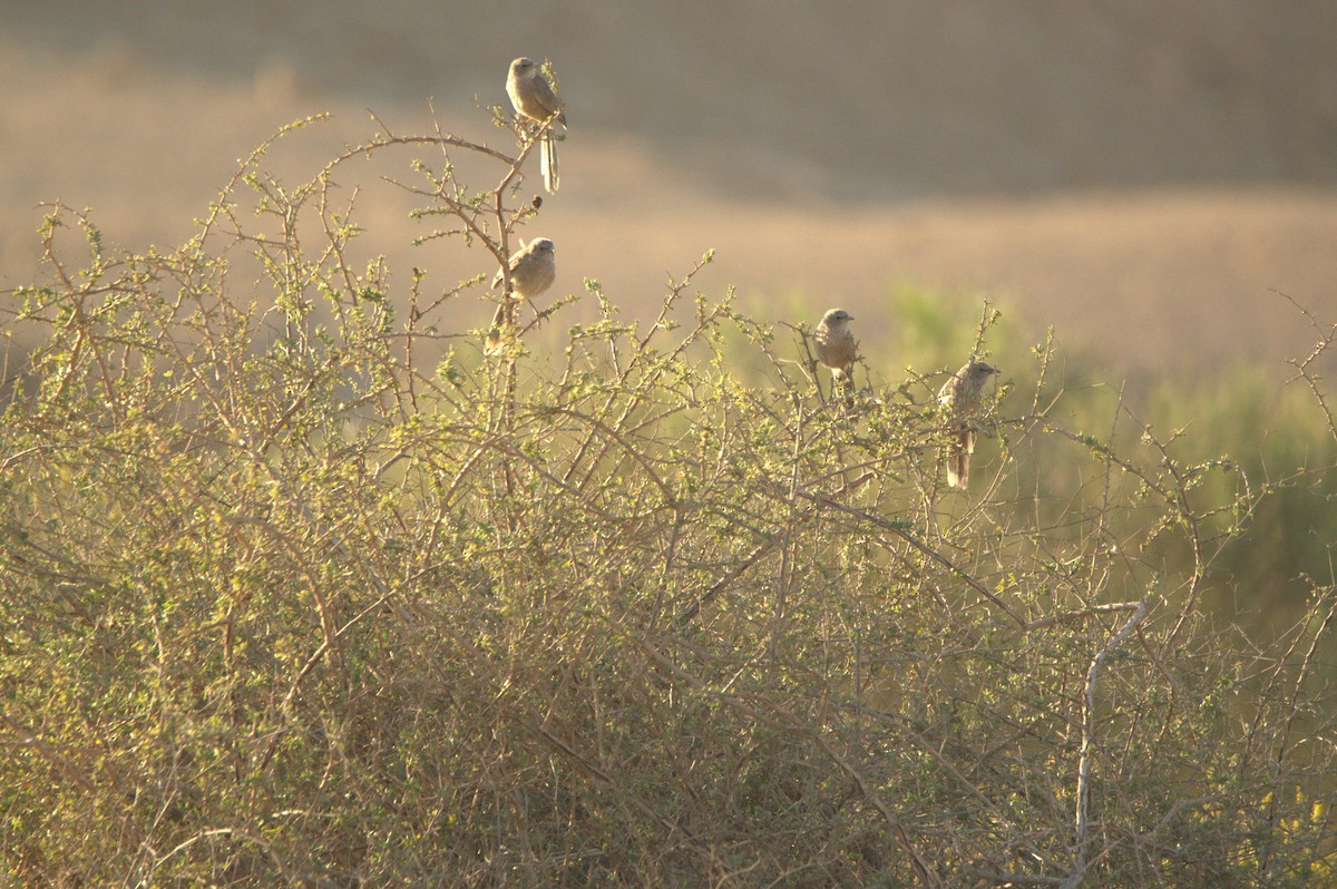 Arabian Babbler - ML627381657