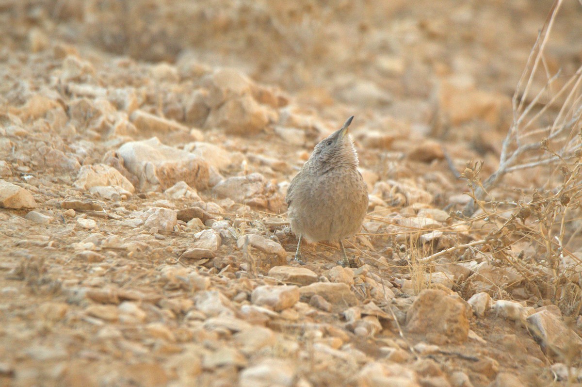 Arabian Babbler - ML627381659
