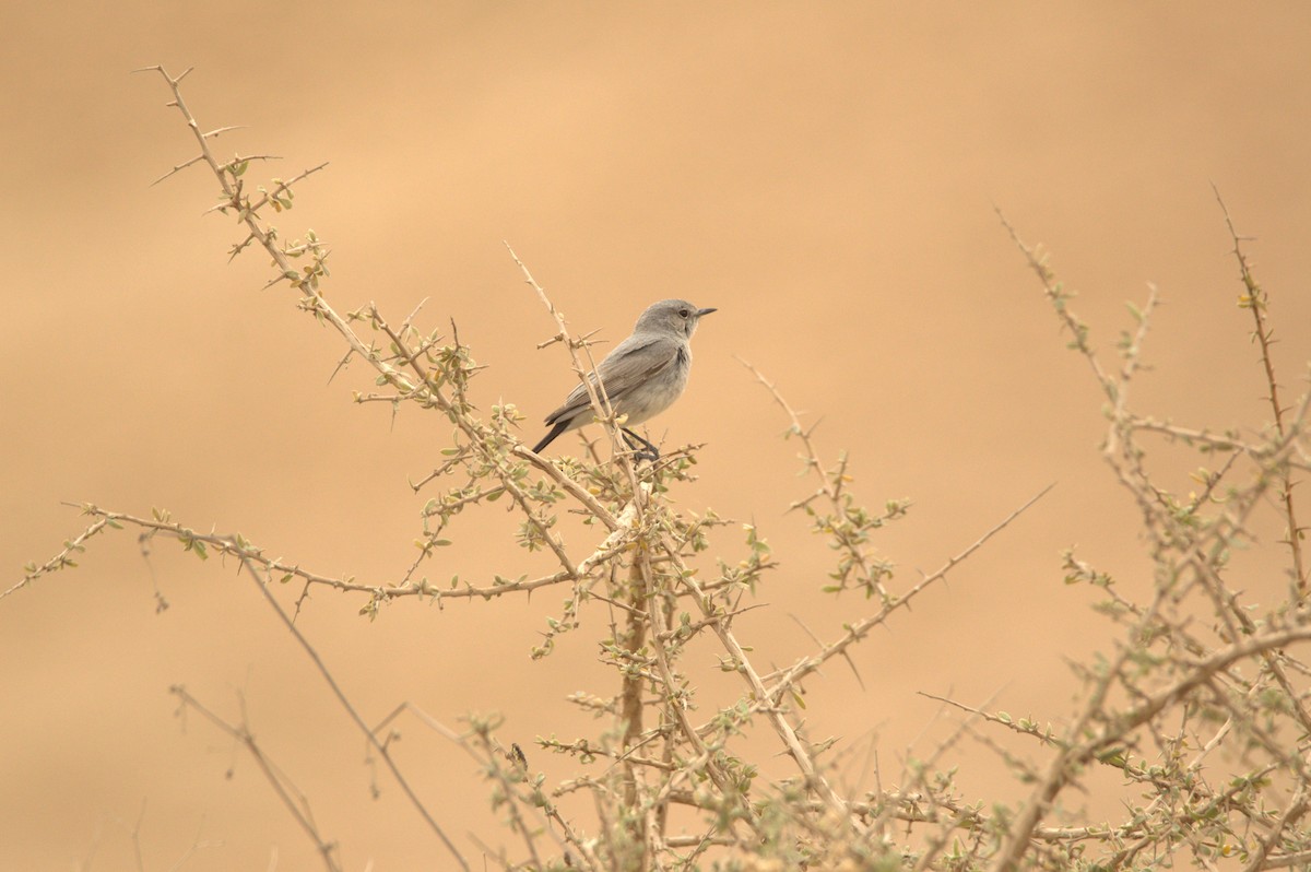 Blackstart - ML627381663