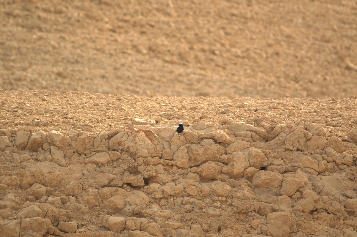 White-crowned Wheatear - ML627381670