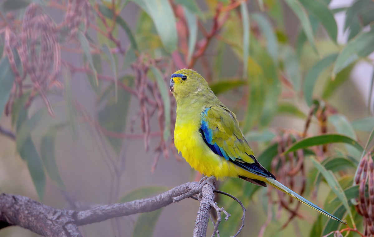 Elegant Parrot - ML627381671