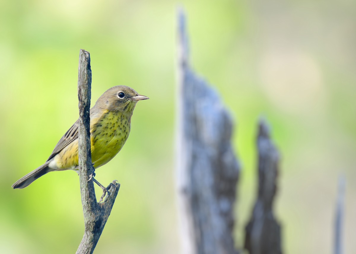 Kirtland's Warbler - ML627381696