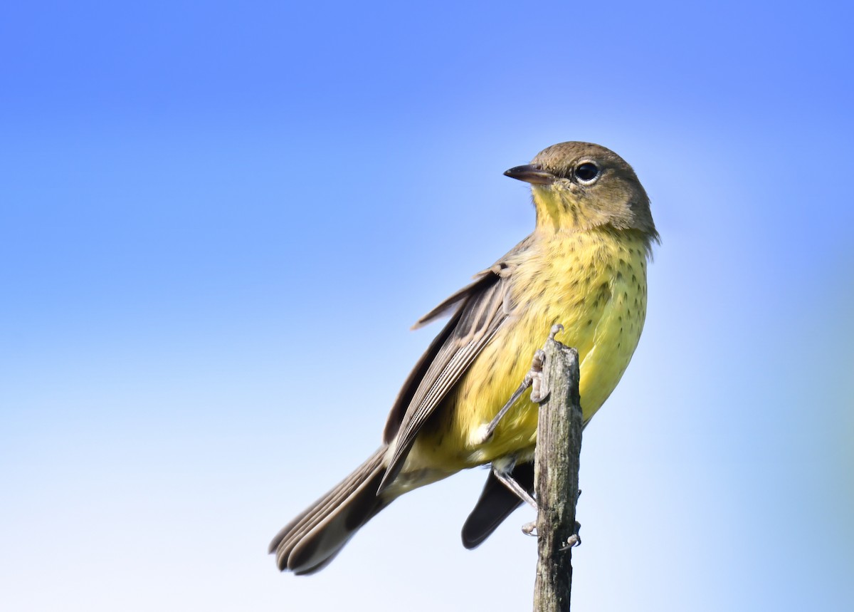 Kirtland's Warbler - ML627381697