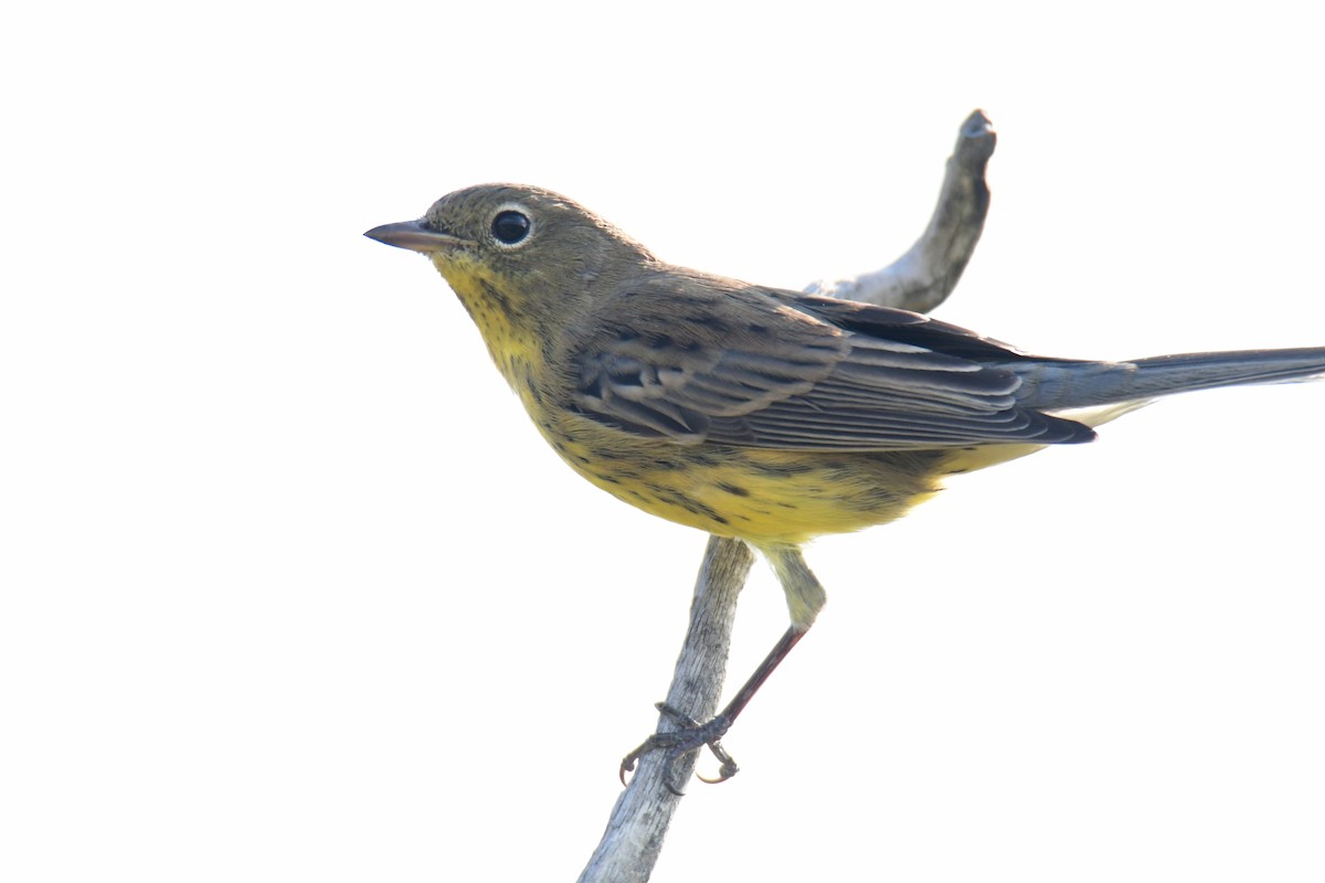 Kirtland's Warbler - ML627381698