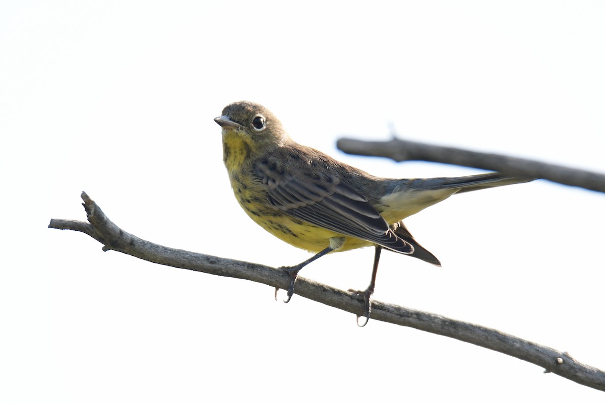 Kirtland's Warbler - ML627381699