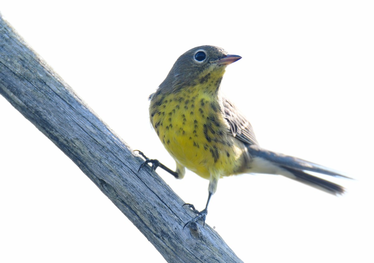 Kirtland's Warbler - ML627381700