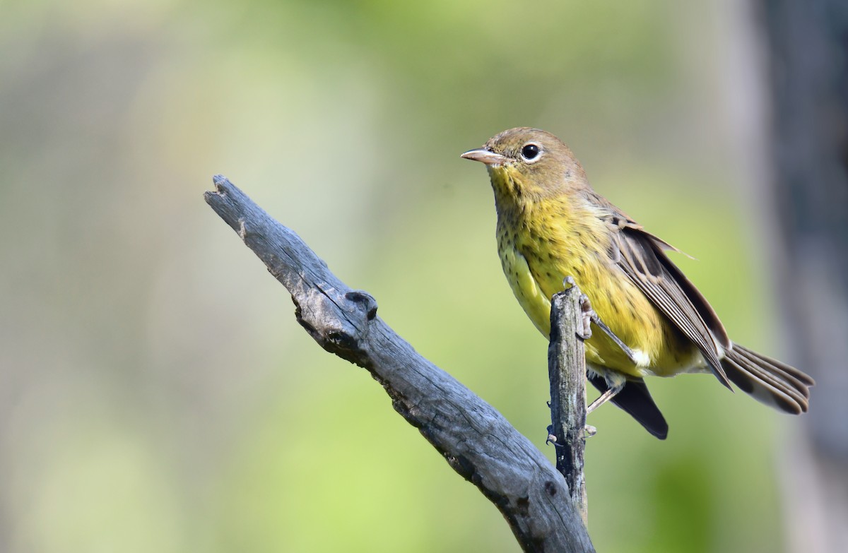 Kirtland's Warbler - ML627381701