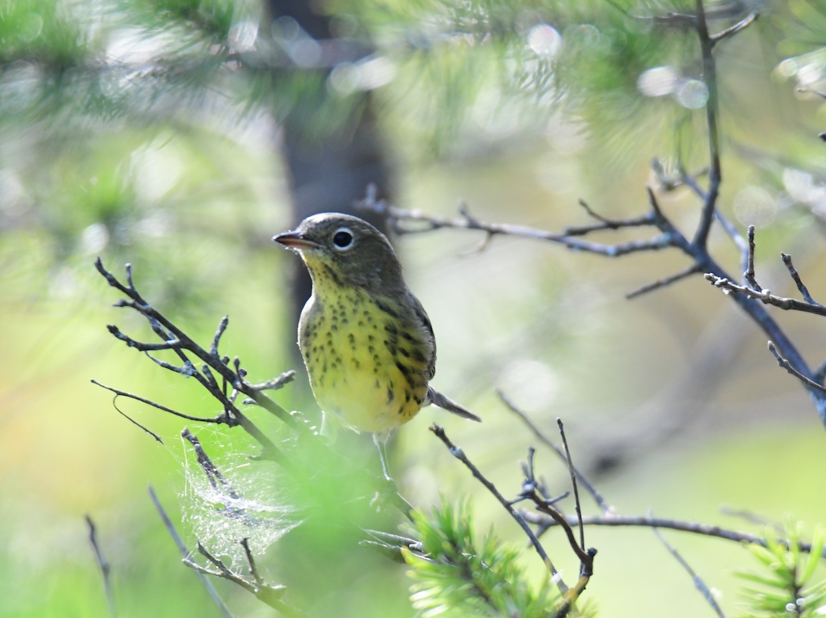 Kirtland's Warbler - ML627381702