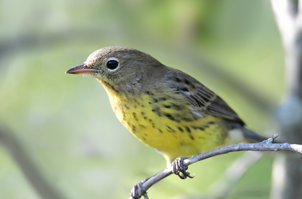 Kirtland's Warbler - ML627381704