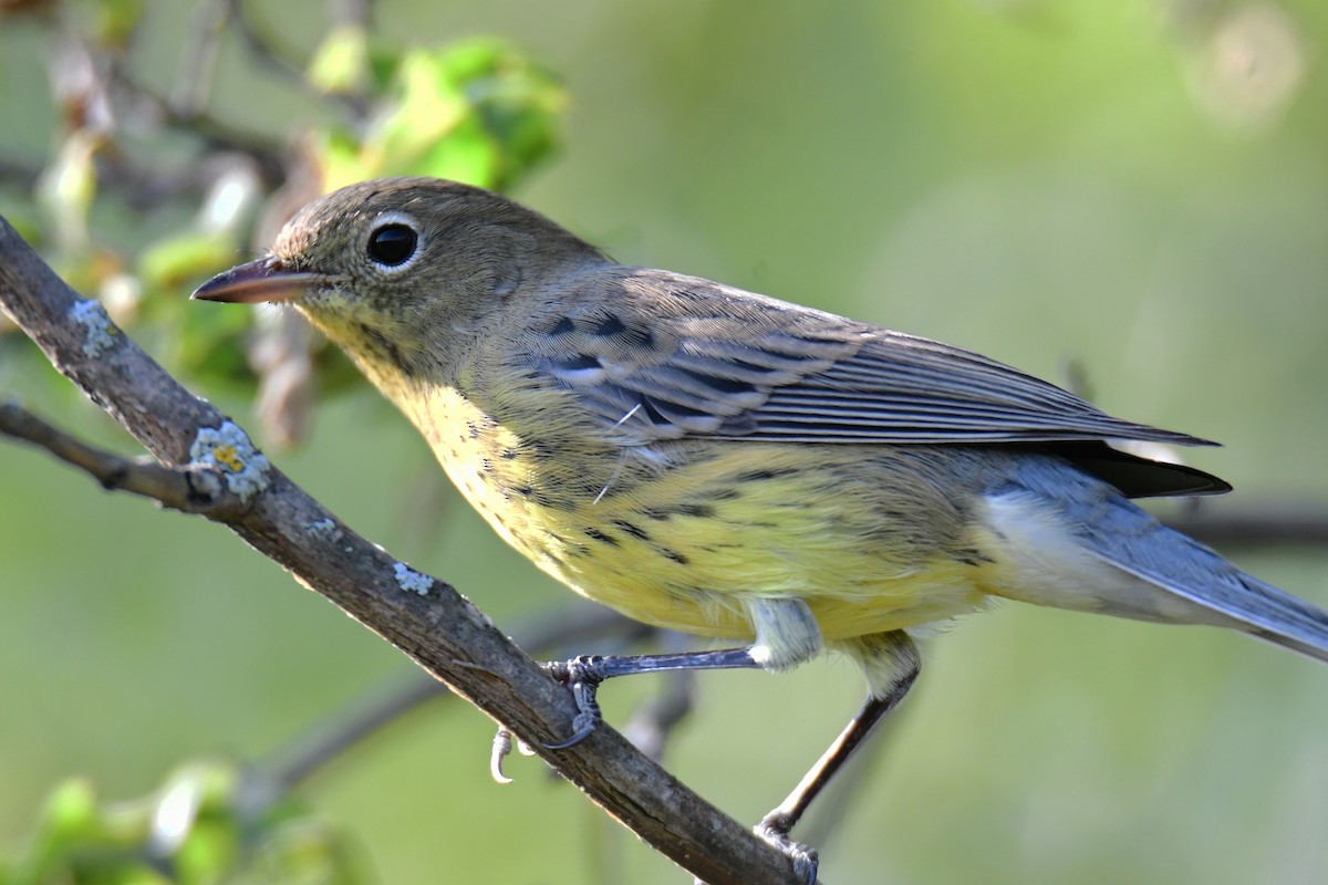 Kirtland's Warbler - ML627381705