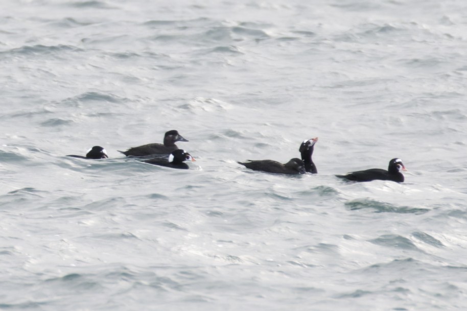 Surf Scoter - ML627381833