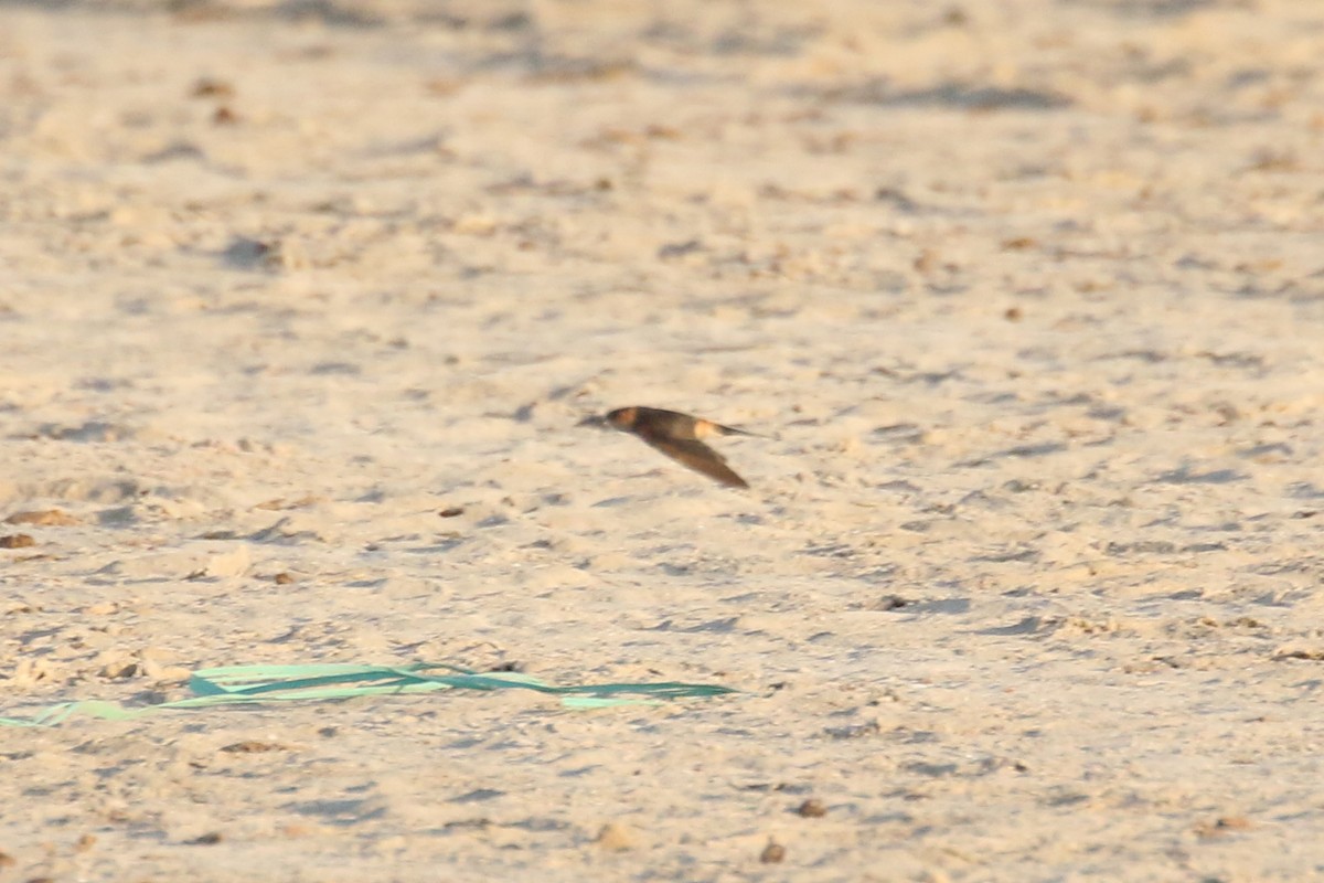 Eastern Red-rumped Swallow - ML627381835
